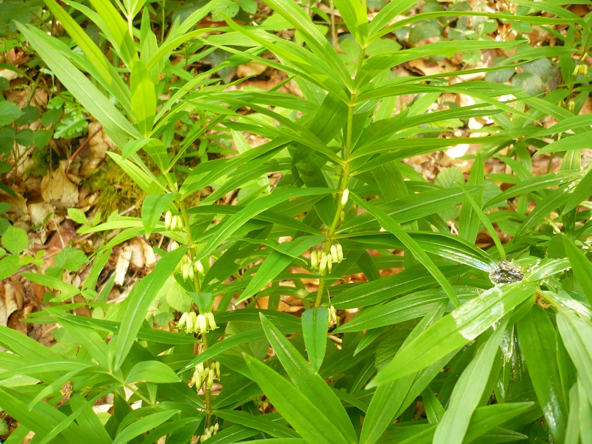 Polygonatum verticillatum (Asparagaceae)